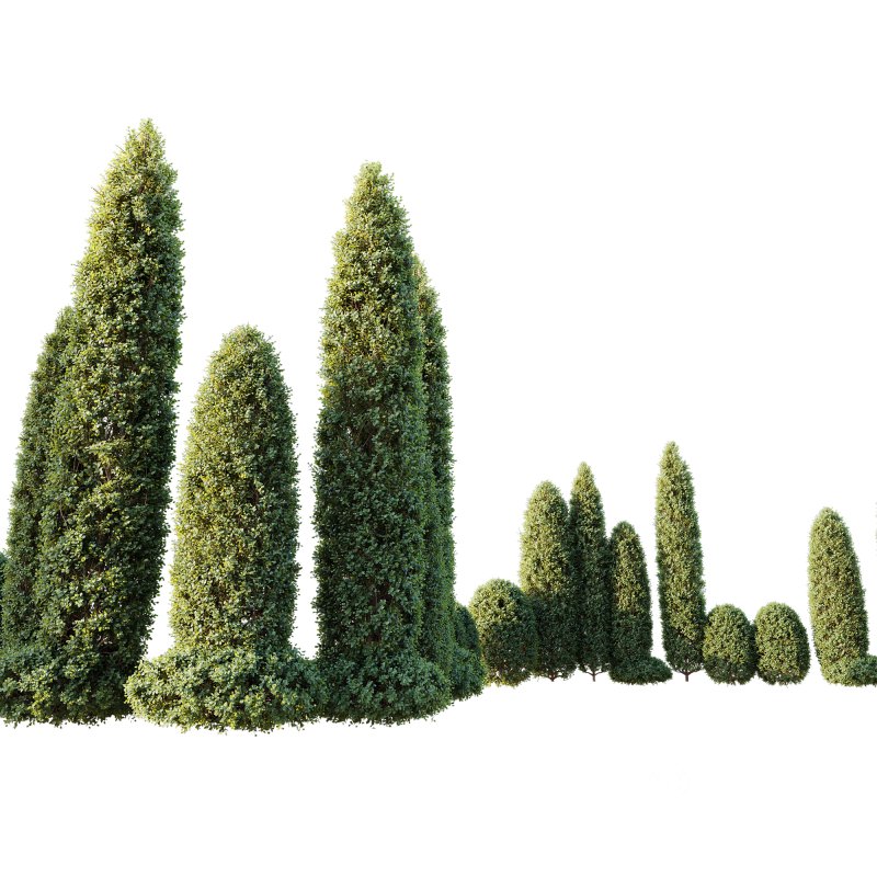 ntal shrubs, featuring four expertly pruned forms — columnar, conical, oval, and dome. Each model is crafted with high botanical accuracy to represent the elegance and precision of formal topiary design. Image 1
