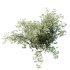 ntal spring bush designed for realistic exterior and garden visualization. Known as the “Bridal Wreath Spiraea,” this delicate shrub is characterized by arching stems densely covered with clusters of small white blossoms, creating a soft and elegant floral texture. - Thumbnail 2
