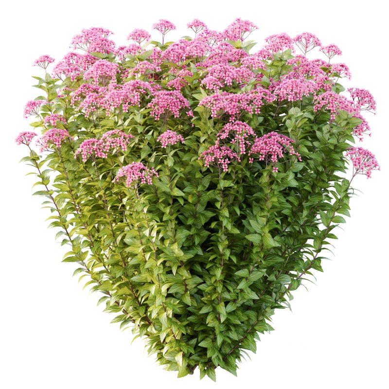 Spirea Japonica Bush 05 Image 7