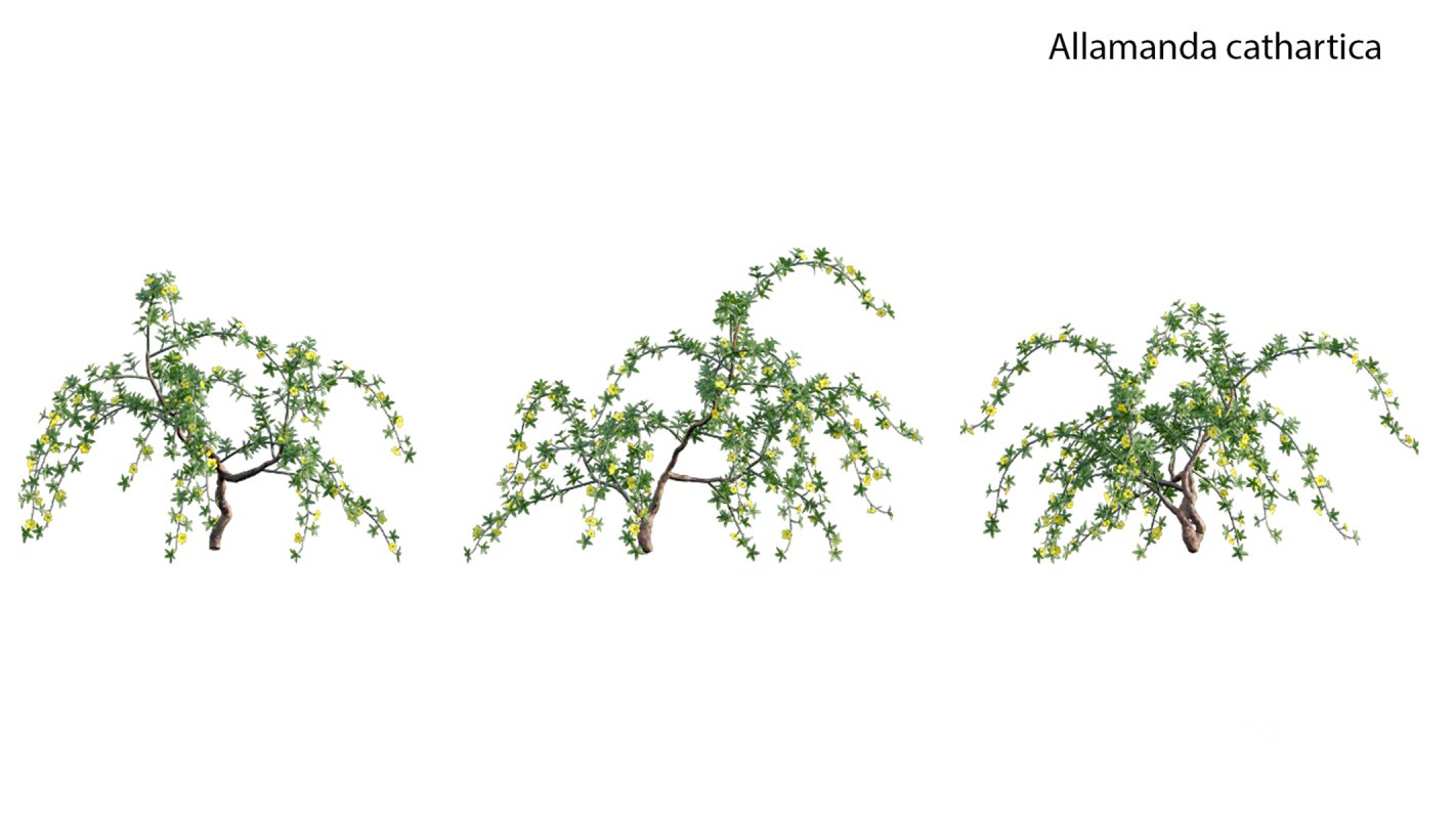 Collection 18 – Chinese garden Image 2