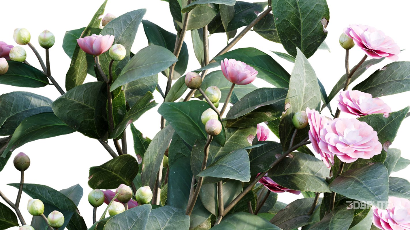 Collection 19 – Japanese garden Image 13