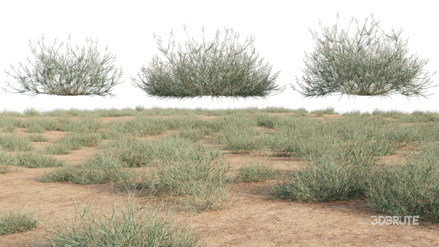 Collection 23 – Mexican Plants Image 32