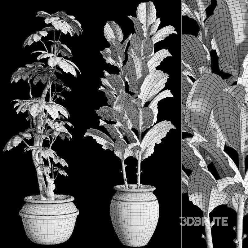 Bonsai Schefflera Tree and Jungle Ficus Rubber Fig Leaf 448 Image 7