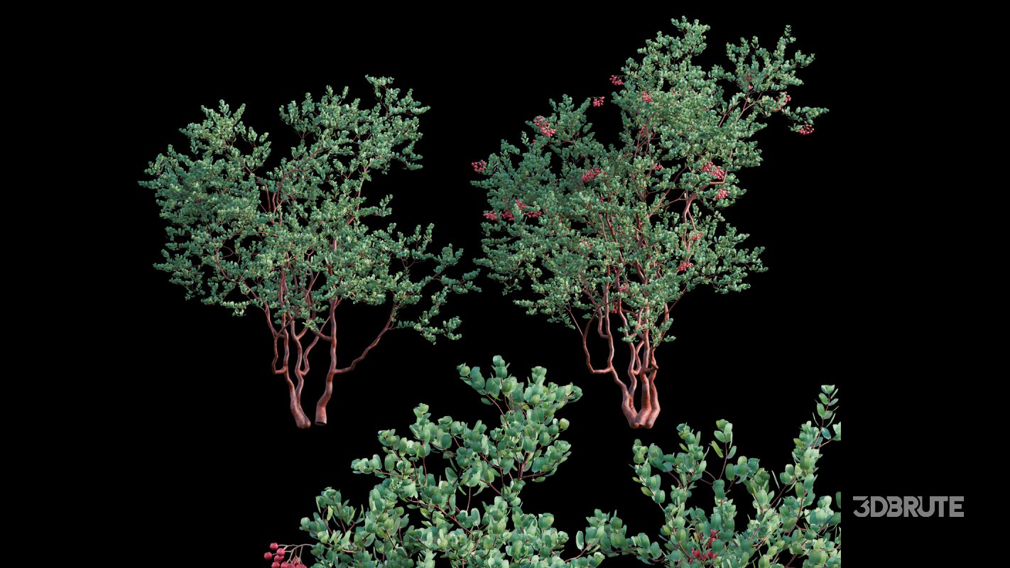 Collection 22 – Australian Plants Image 5