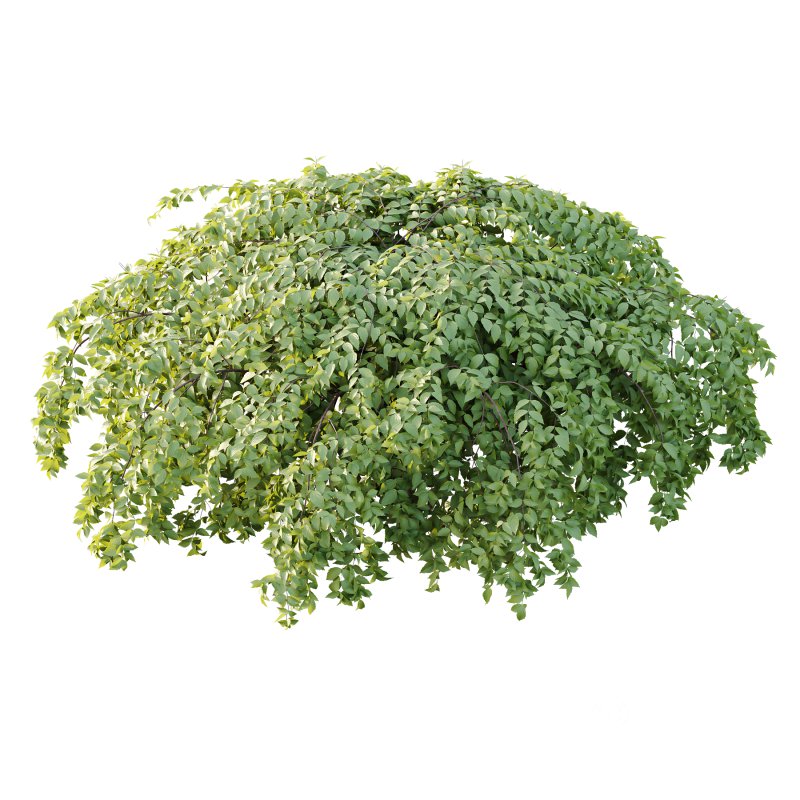 Philadelphia Bush 06 Image 1