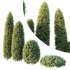 ntal shrubs, featuring four expertly pruned forms — columnar, conical, oval, and dome. Each model is crafted with high botanical accuracy to represent the elegance and precision of formal topiary design. - Thumbnail 3
