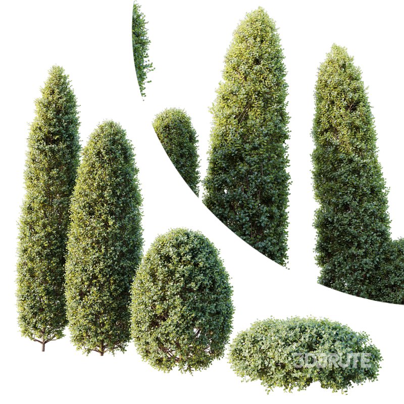 ntal shrubs, featuring four expertly pruned forms — columnar, conical, oval, and dome. Each model is crafted with high botanical accuracy to represent the elegance and precision of formal topiary design. Image 3