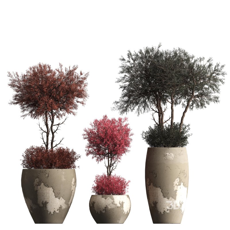 Indoor plant 074 Image 2