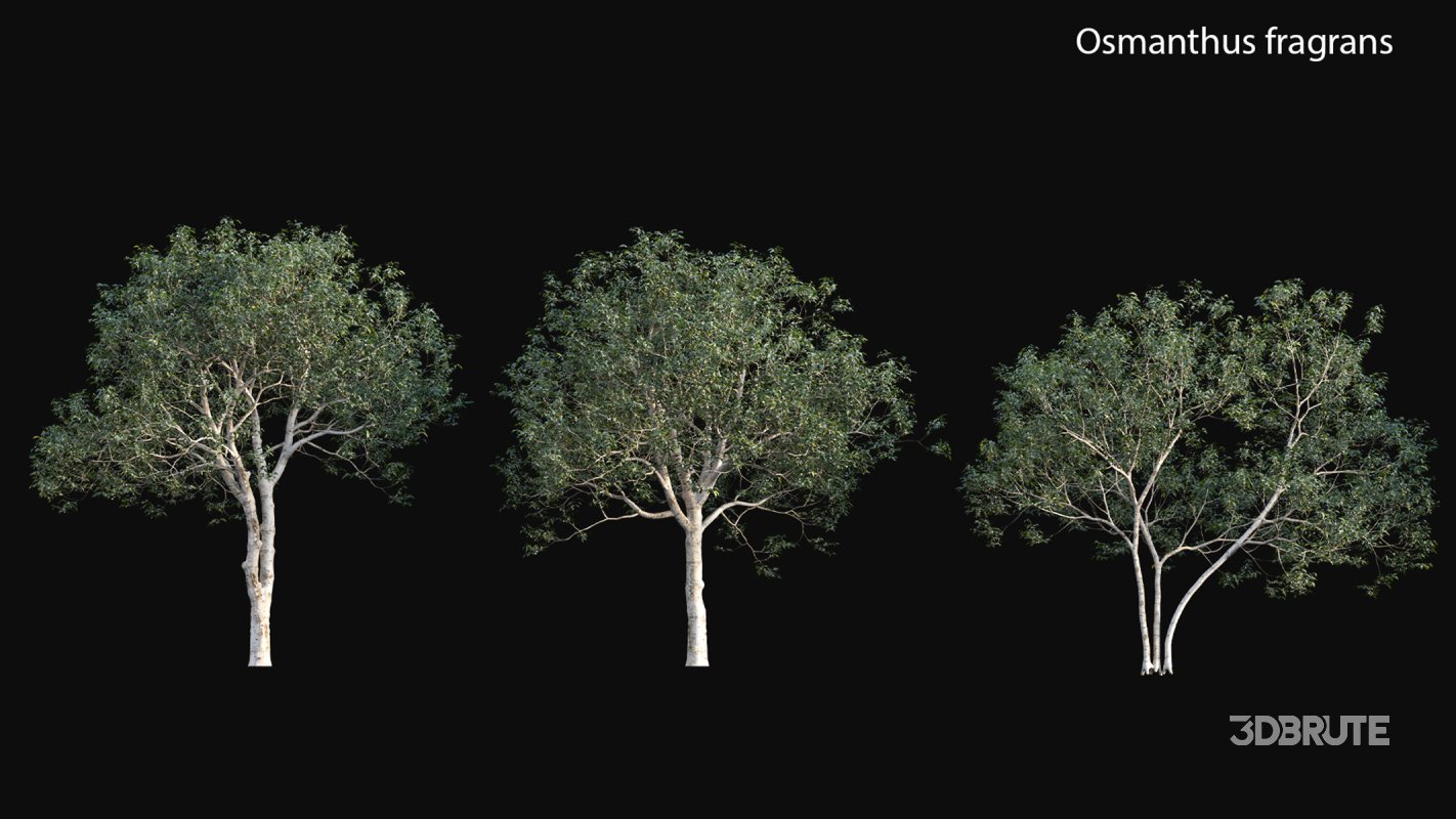 Collection 18 – Chinese garden Image 25