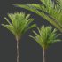 AV Phoenix Dactylifera Date Jurassic Palm Tree and Ash Maple Tree - Thumbnail 2