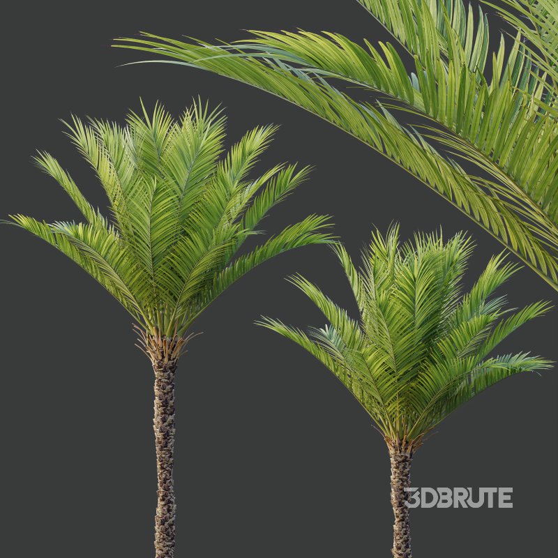 AV Phoenix Dactylifera Date Jurassic Palm Tree and Ash Maple Tree Image 2