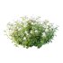 hydrangea arborescens Bush 06 - Thumbnail 1