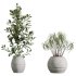 AV Indoor Plants Set 371 Japandi Decorative and Mandarin Citrus and Ficus microcarpa and Ficus Elastica - Thumbnail 6