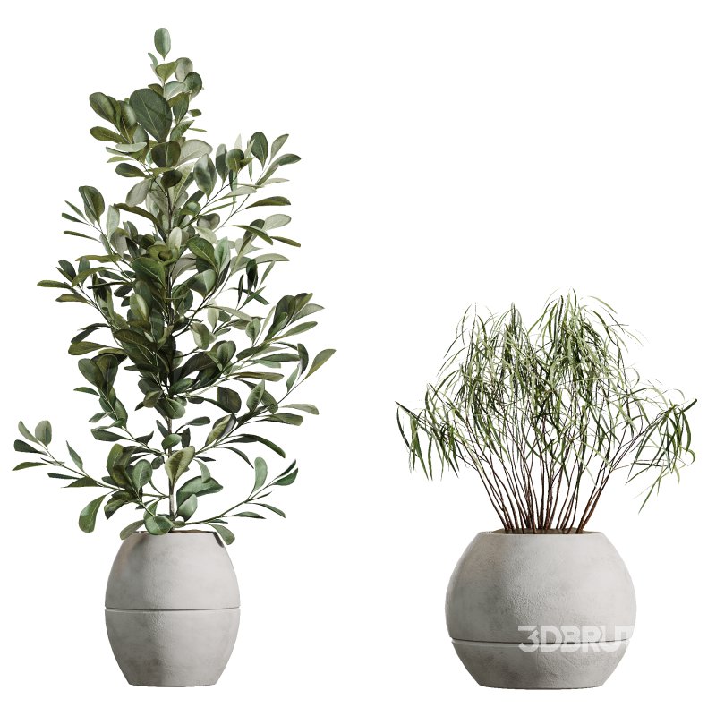 AV Indoor Plants Set 371 Japandi Decorative and Mandarin Citrus and Ficus microcarpa and Ficus Elastica Image 6