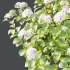 hydrangea arborescens Bush 07 - Thumbnail 3