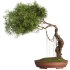Bonsai Tree set7 - Thumbnail 3