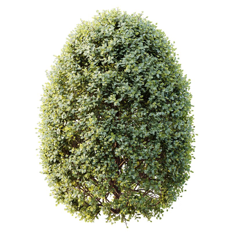 ntal shrubs, featuring four expertly pruned forms — columnar, conical, oval, and dome. Each model is crafted with high botanical accuracy to represent the elegance and precision of formal topiary design. Image 2