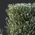 ntal shrubs that capture the natural charm and density of this iconic Australian plant. Perfectly suited for realistic landscape and architectural rendering. - Thumbnail 2