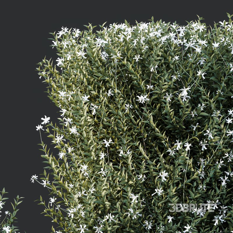 ntal shrubs that capture the natural charm and density of this iconic Australian plant. Perfectly suited for realistic landscape and architectural rendering. Image 2