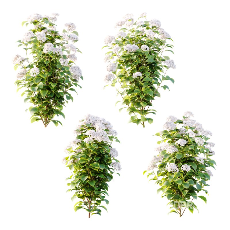 hydrangea arborescens Bush 10 Image 1