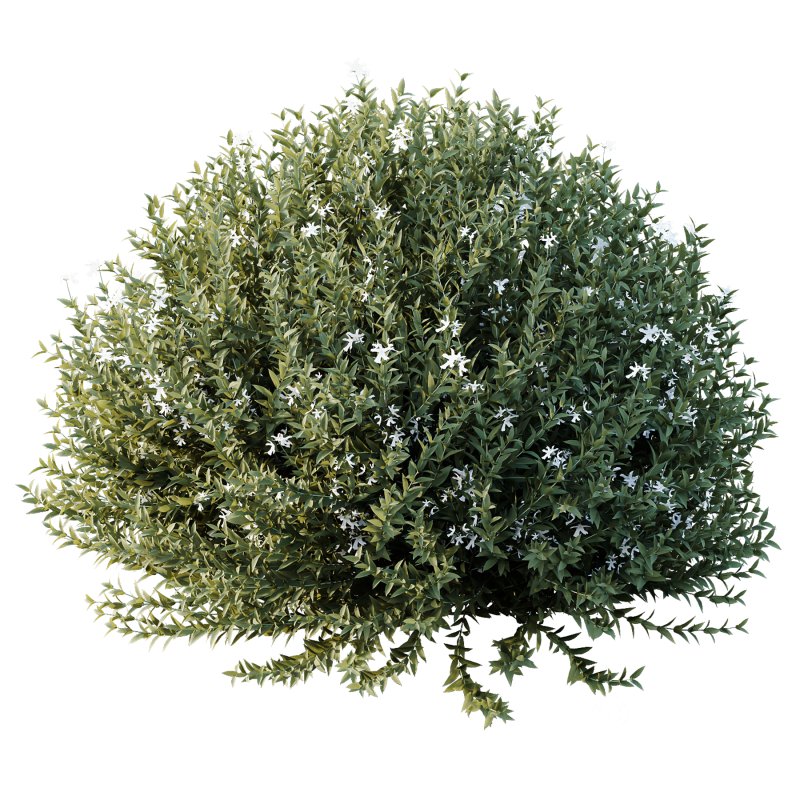 AV Gray Box Westringia Fruticosa Coastal Rosemary bushes Image 2
