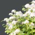 hydrangea arborescens Bush 05 - Thumbnail 2