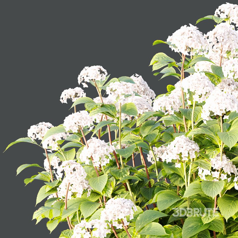 hydrangea arborescens Bush 05 Image 2