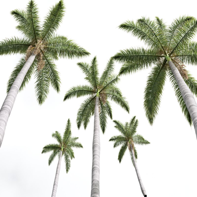 AV Roystonea Regia trees Image 5