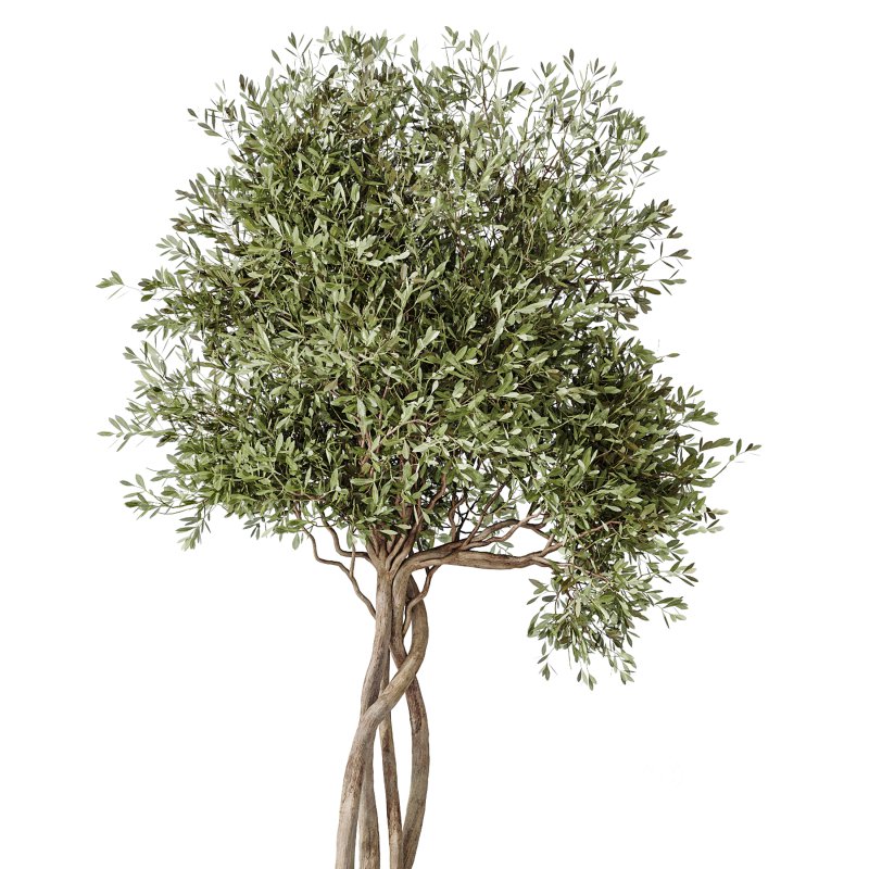 AV Indoor Plants Set 374 Ficus Elastica and Euphorbia Drupifera and Olive Artificial and Snake Sansevieria Image 9