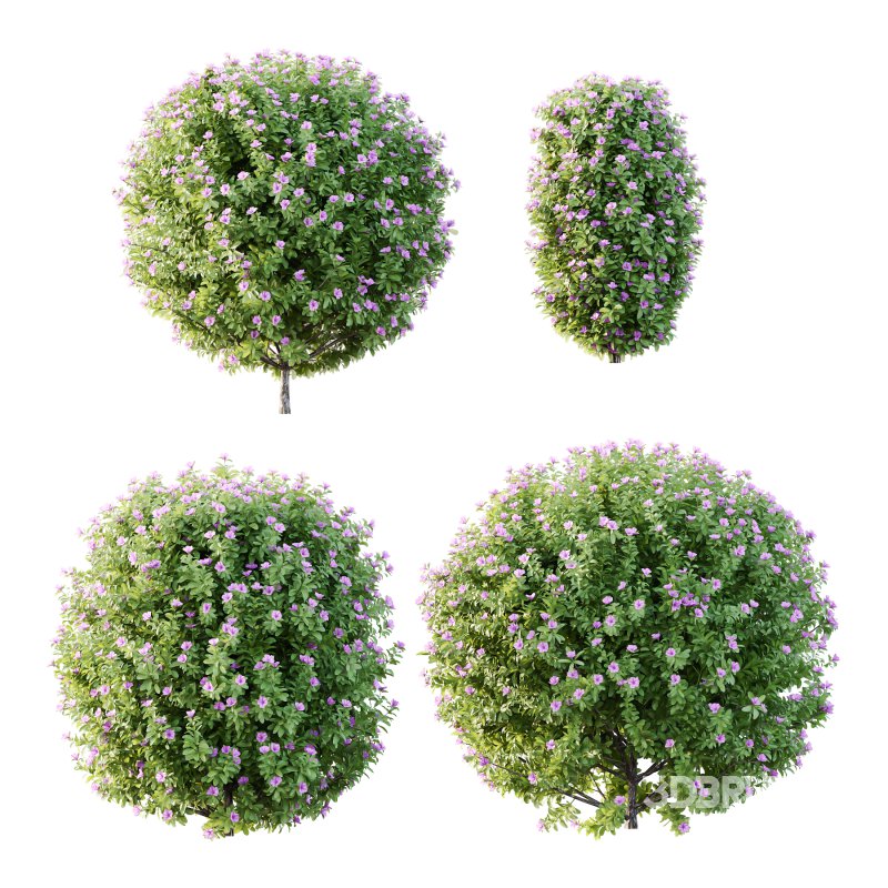 Leucophyllum frutescens Bush 09 Image 4