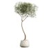 AV Indoor Plants Set 389 Ficus lyrata Fiddle Leaf and Yucca Aloifolia Rostrata and Ficus Dracaena Marginata - Thumbnail 3