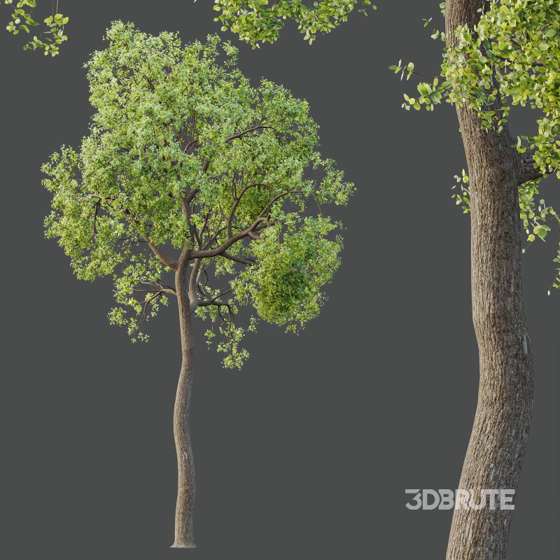 AV Teak Tectona Grandis Tree and Shorea Robusta Sal Tree Image 2