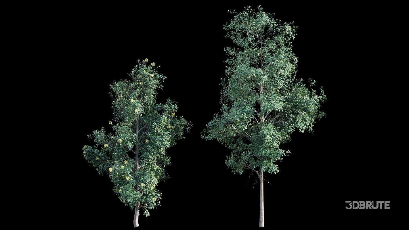 Collection 22 – Australian Plants Image 7