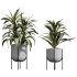 AV Indoor Plants Set 373 Japandi Decorative and Dracaena Warnecki and Ficus microcarpa and Schefflera Arboricola - Thumbnail 3