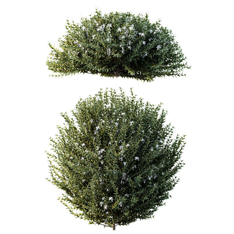 AV Gray Box Westringia Fruticosa Coastal Rosemary bushes Image 4