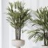 AV Indoor Plants Set 377 Ficus Cyathistipula and Banana Nicolai and Schefflera and Rhapis Excelsa - Thumbnail 2