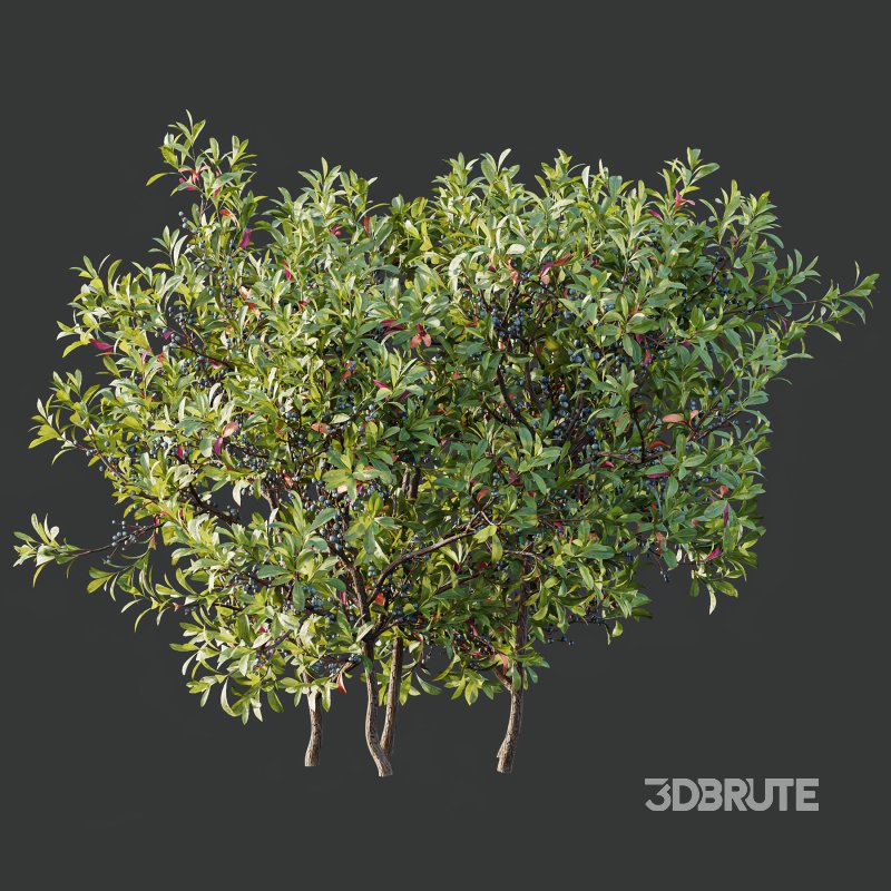 AV Nerium Oleander Laurier Kaner Rose Pink and Myrica Morella Pennsylvania Bayberry Candleberry Northern Fruit Image 2