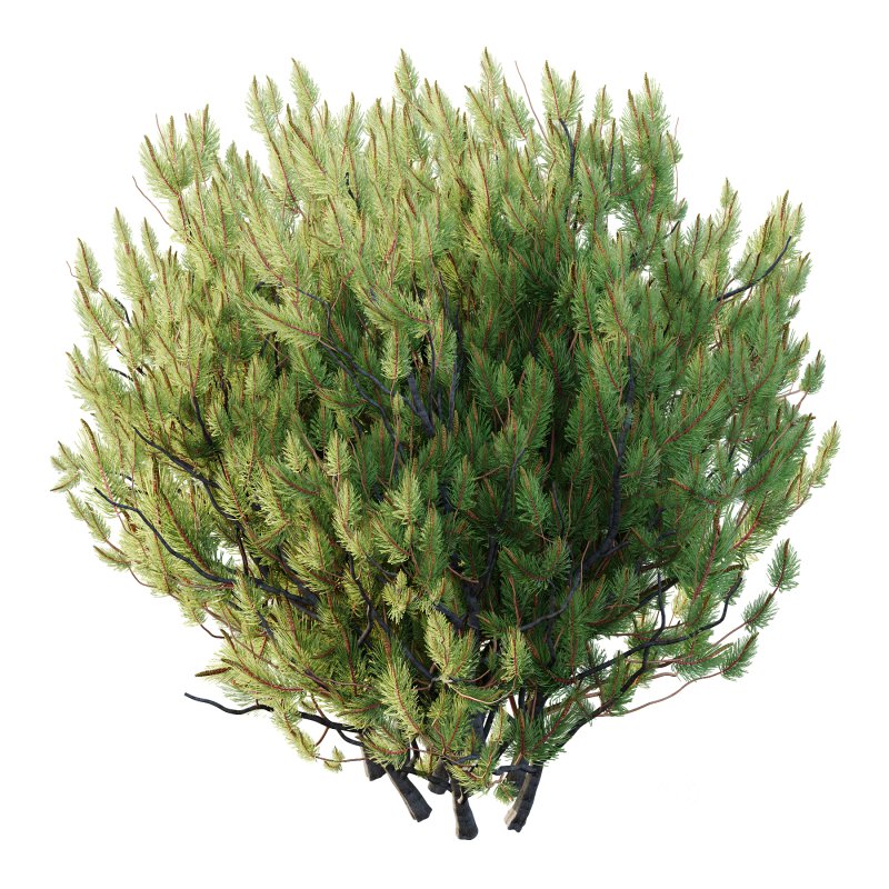 Pinus Mugo plant 04 Image 5