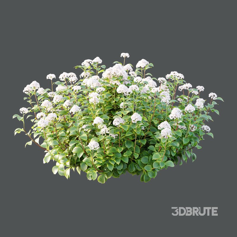 hydrangea arborescens Bush 06 Image 3