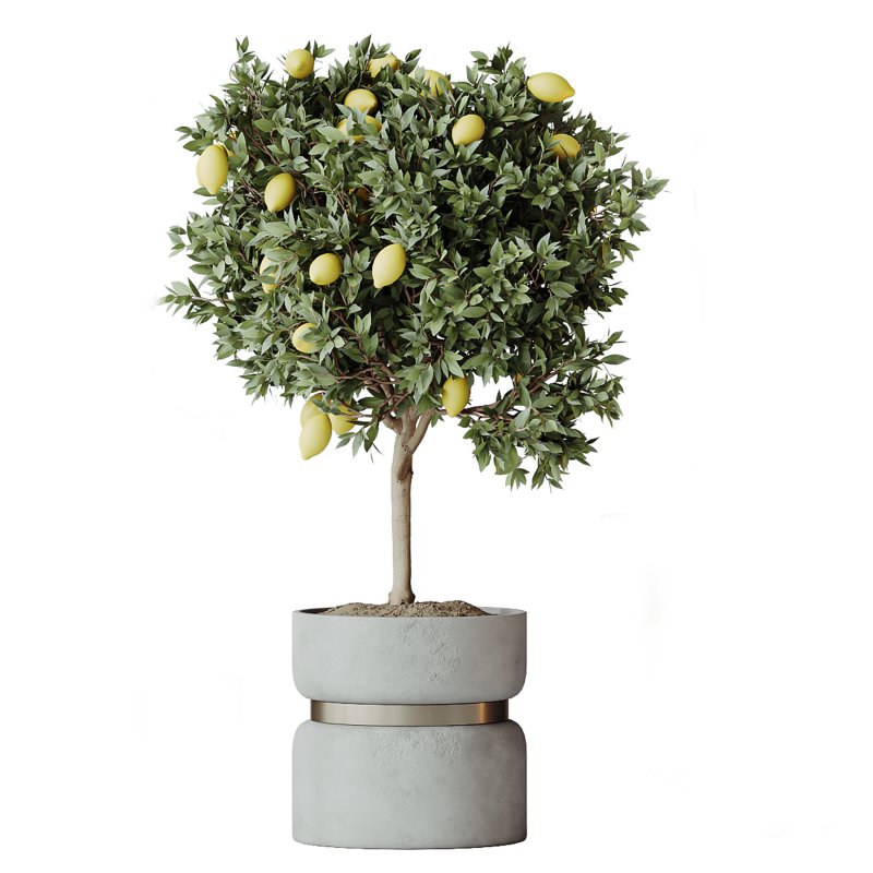 AV Indoor Plants Set 371 Japandi Decorative and Mandarin Citrus and Ficus microcarpa and Ficus Elastica Image 3