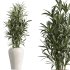 AV Indoor Plants Set 399 Olive and Dracaena Warneckii and Ficus Cyathistipula and Ficus Elastica - Thumbnail 4