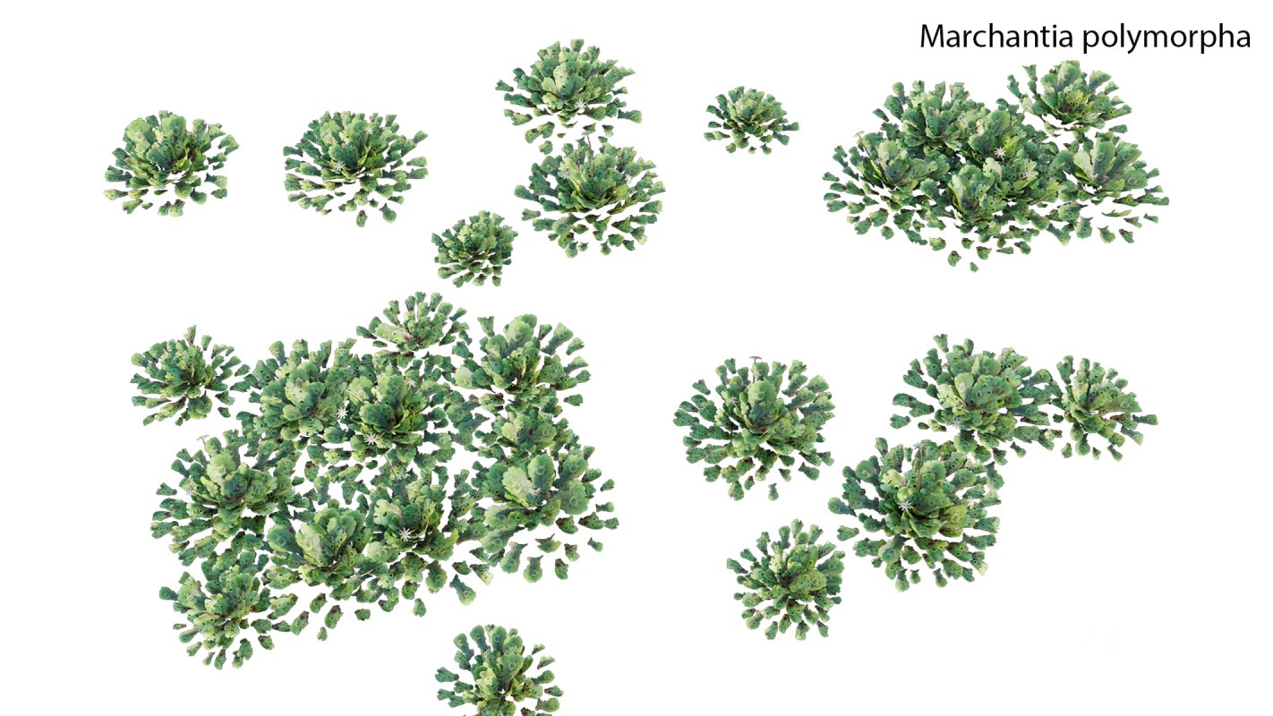 Collection 21 – Vertical garden – Green wall Image 10