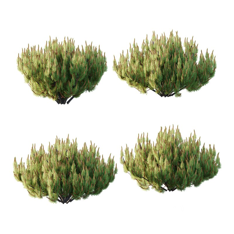 Pinus Mugo plant 07 Image 1