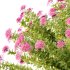 Spirea Japonica Bush 09 - Thumbnail 5