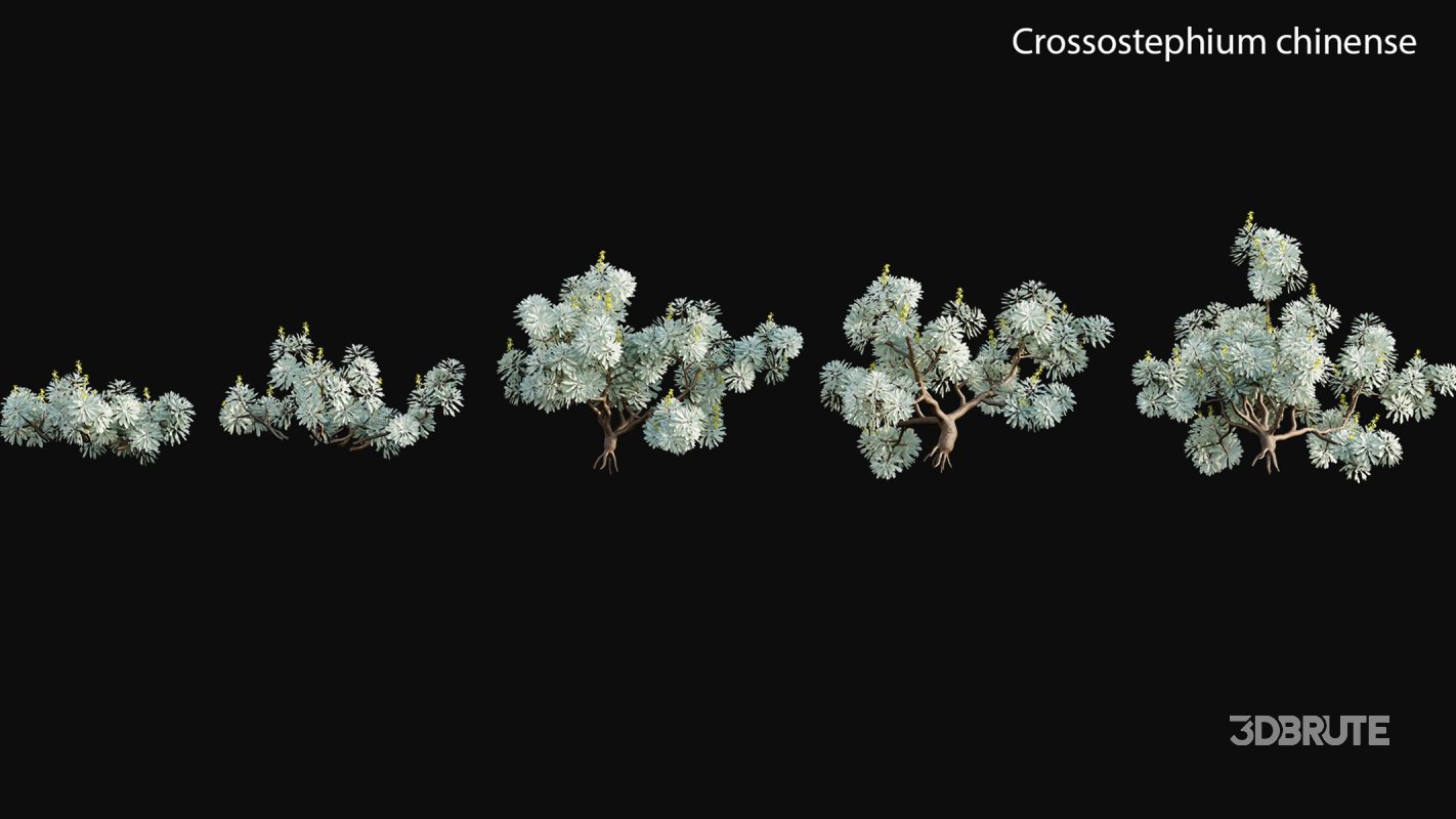 Collection 19 – Japanese garden Image 14