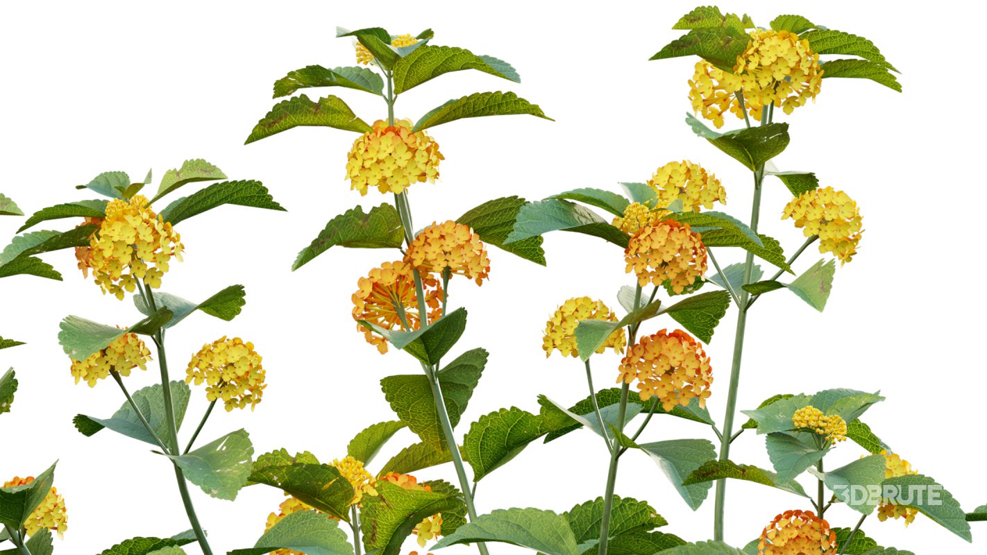 Collection 18 – Chinese garden Image 18