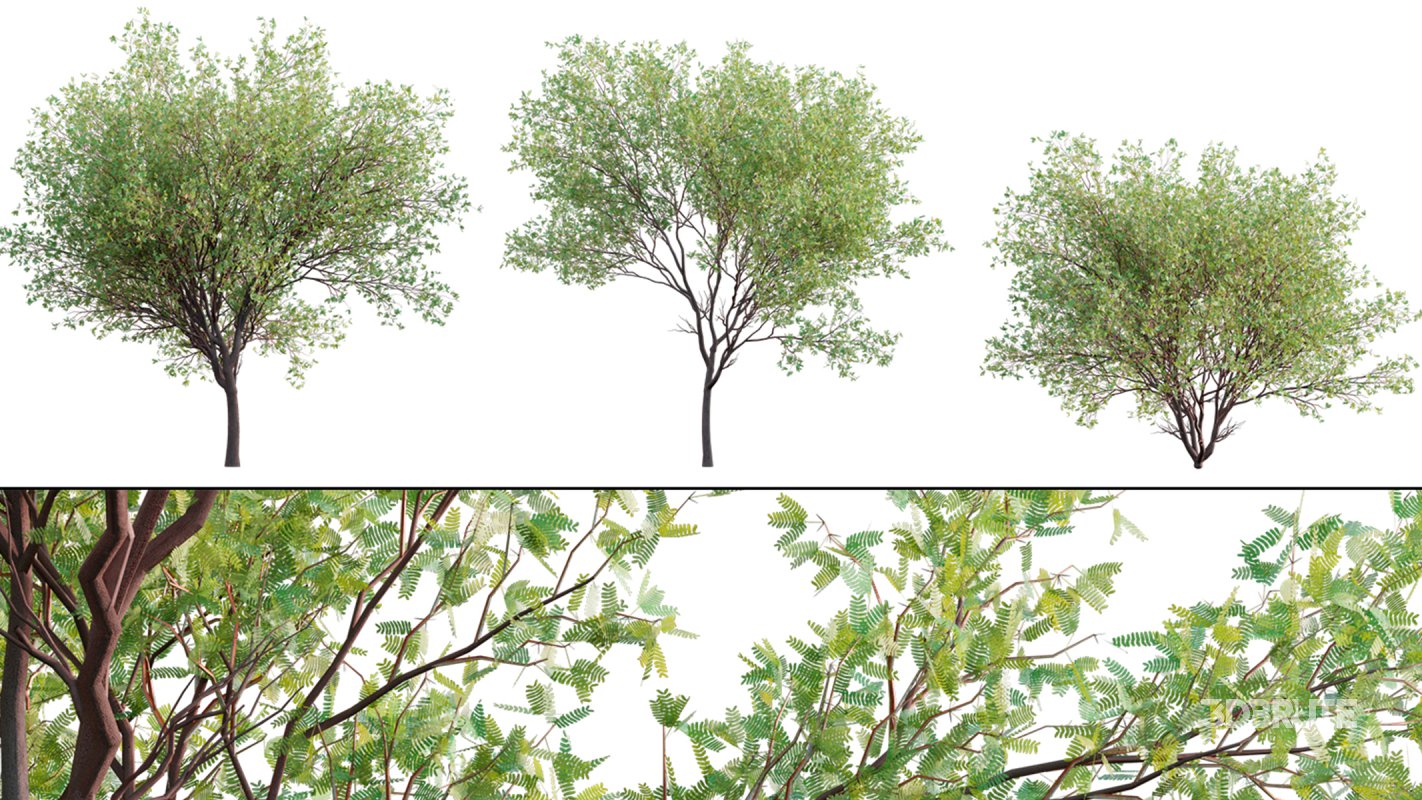 Collection 23 – Mexican Plants Image 35