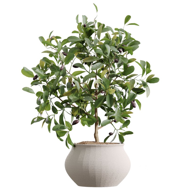 AV Indoor Plants Set 395 Yucca Elephantipes and Briful Pachira and Ficus Elastica and Japandi Decorative Image 2
