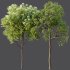 AV Teak Tectona Grandis Tree and Shorea Robusta Sal Tree - Thumbnail 8