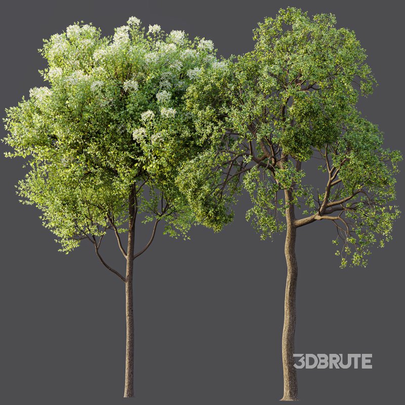 AV Teak Tectona Grandis Tree and Shorea Robusta Sal Tree Image 8